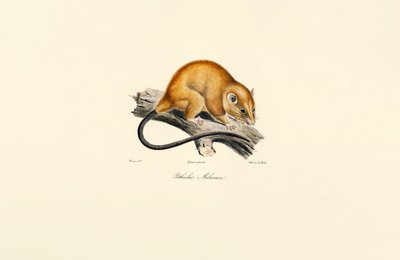 Red-bellied Squirrel (Pithécidie Mélanure) - Jacques Christophe Werner
