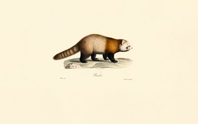 Panda roux (Ailurus fulgens) - Jacques Christophe Werner