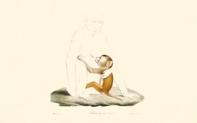 Macaque rhésus nourrisson - Jacques Christophe Werner