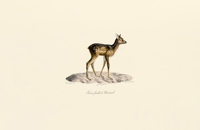Chevreuil Fauve - Jacques Christophe Werner