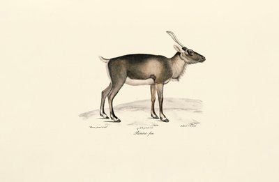 Siberian Musk Deer (Moschus moschiferus) - Jacques Christophe Werner