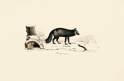 Renard argenté - Jacques Christophe Werner