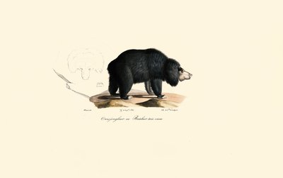 Ours paresseux (vieil ours jongleur) - Jacques Christophe Werner