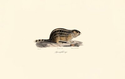 Écureuil terrestre à treize lignes - Jacques Christophe Werner