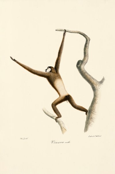 Gibbon à mains blanches (Hylobates lar) - Jacques Christophe Werner