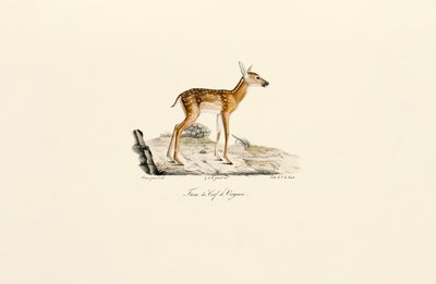 Cerf de Virginie - fauve - Jacques Christophe Werner