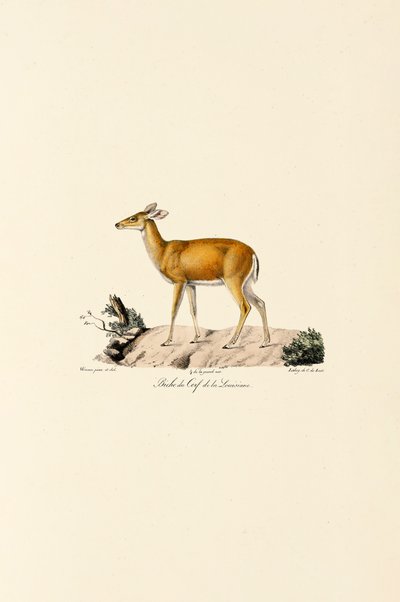 Cerf de Virginie Biche - Jacques Christophe Werner