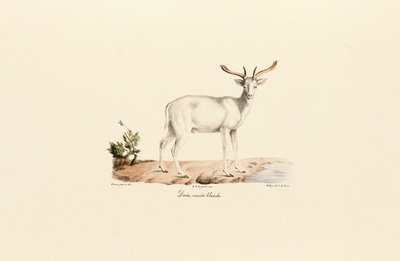 Variante du daim blanc - Jacques Christophe Werner