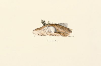 White Jerboa (Souris variété albine) - Jacques Christophe Werner