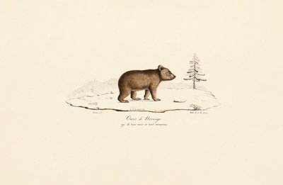 Jeune ours brun de Norvège - Jacques Christophe Werner