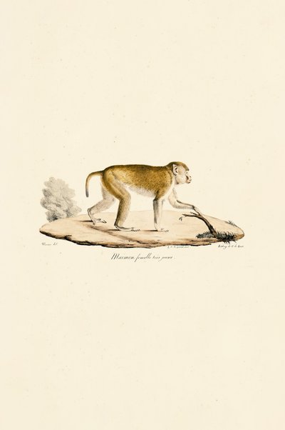 Jeune femelle singe de nuit - Jacques Christophe Werner