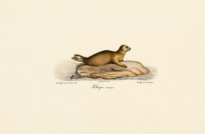 Jeune phoque commun - Jacques Christophe Werner