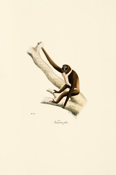 Jeune gibbon à mains blanches (Hylobates lar) - Jacques Christophe Werner