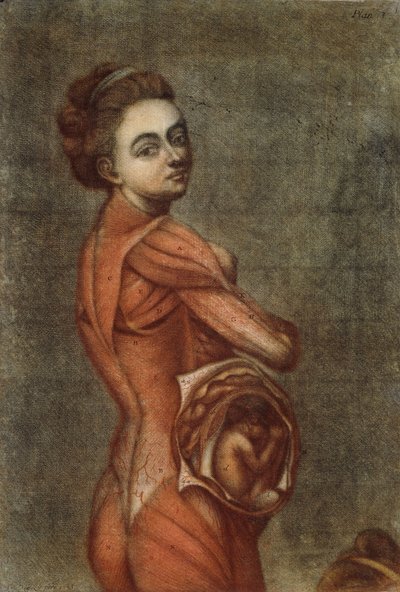 Illustration anatomique en couleur d