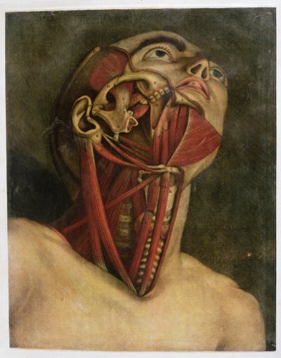 Coupe transversale du côté droit du cou et du visage, vers 1745 - Jacques Fabien Gautier d