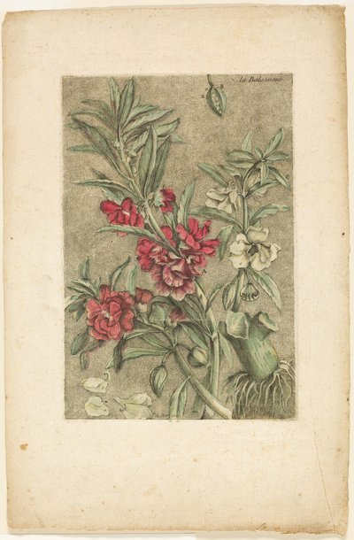 Impatiens, from Collection des plantes usuelles, curieuses, et étrangères - Jacques Fabien Gautier d