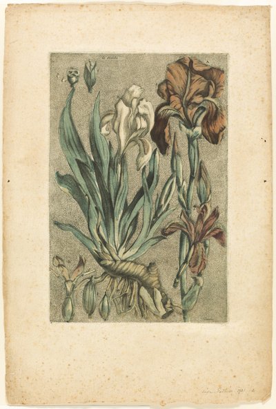 Iris Florentina, from Collection des plantes usuelles, curieuses, et étrangères - Jacques Fabien Gautier d