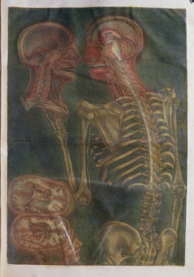 Le Cerveau et la Moelle épinière, de 