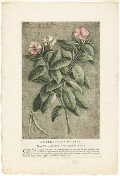 La pervenche de Java, tirée de la Collection de plantes usuelles, curieuses et étrangères - Jacques Fabien Gautier d