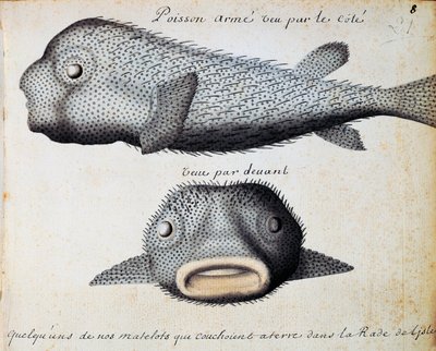 Poisson cuirassé, vues de face et de côté, île de Sao Vicente, Cap-Vert - Jacques Gouin de Beauchesne