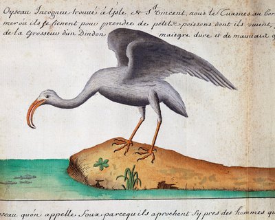 Ibis blanc (Eudocimus albus), île de Sao Vicente, Cap-Vert, aquarelle du journal de bord de Jacques Gouin de Beauchesne (1652-1730), capitaine de la Compagnie royale de la Mer du Sud, de 1698 à 1701 - Jacques Gouin de Beauchesne