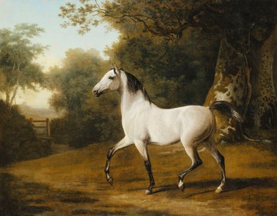 Un Étalon Arabe Gris dans un Paysage Boisé - Jacques Laurent Agasse