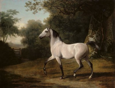 Un étalon arabe gris dans un paysage boisé - Jacques Laurent Agasse