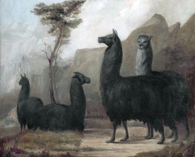 Alpagas - Jacques Laurent Agasse