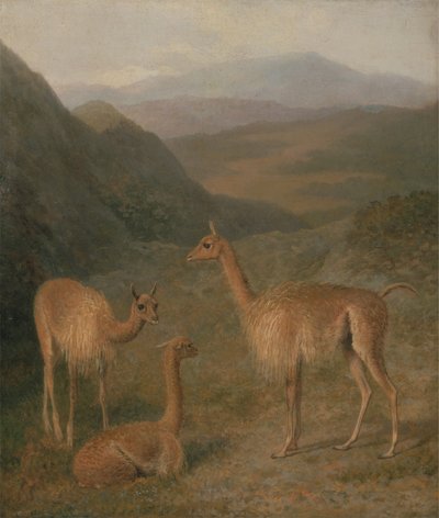 Vigognes - Jacques Laurent Agasse