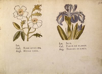 Rose et iris, de La Clef des Champs - Jacques Le Moyne