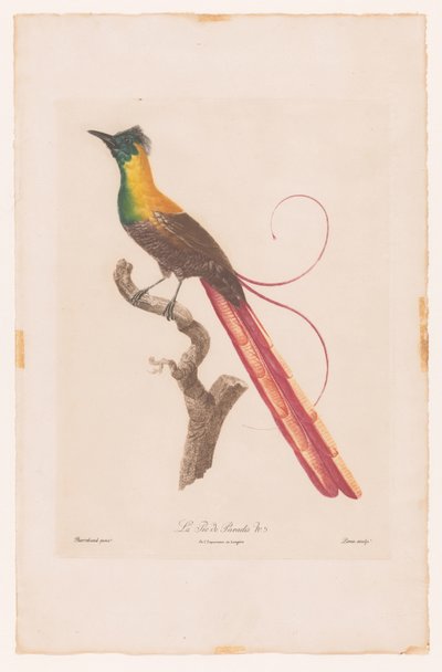 Oiseau de paradis sur une branche - Jacques Louis Perée
