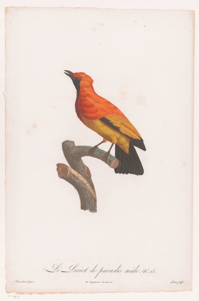 Oiseau de paradis à masque noir sur une branche - Jacques Louis Perée