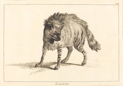 Loucervier (Hyène) - Jacques Philippe Le Bas and Jean Eric Rehn after Jean Baptiste Oudry