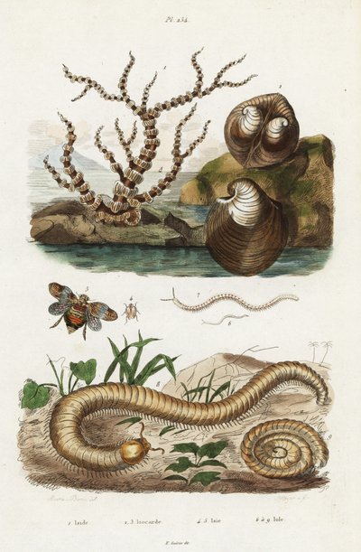 Corail bambou, coque de bœuf et cicadelles - Jacques Reyne Isidore Acarie Baron