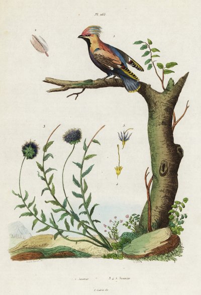 Jaseur de Bohême et jasione des montagnes - Jacques Reyne Isidore Acarie Baron