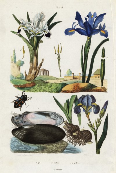 Iris, moule et coléoptère - Jacques Reyne Isidore Acarie Baron