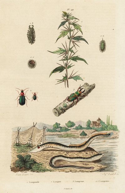 Lamproie de mer et coléoptères - Jacques Reyne Isidore Acarie Baron