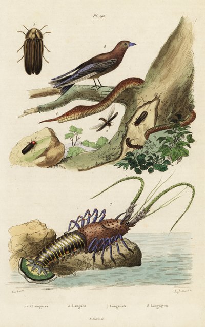 Langouste, huppe, luciole et serpent à nez en feuille - Jacques Reyne Isidore Acarie Baron