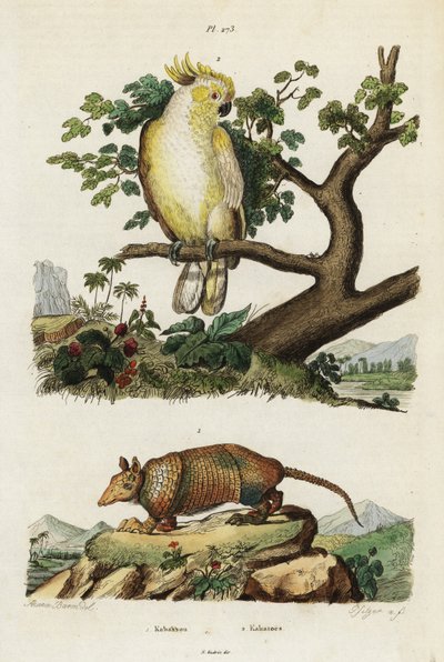 Cacatoès à crête jaune et tatou - Jacques Reyne Isidore Acarie Baron