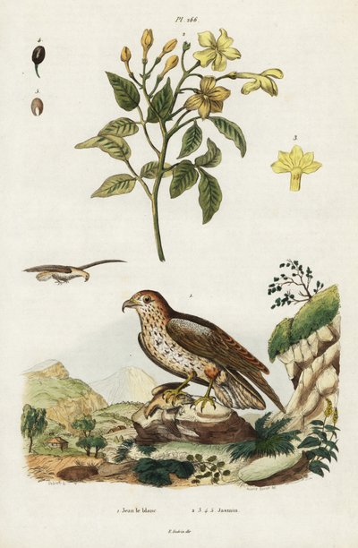 Jasmin jaune et aigle serpent à doigts courts - Jacques Reyne Isidore Acarie Baron