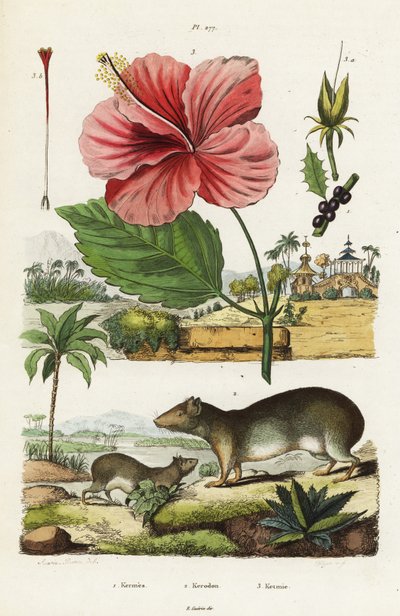 Cavy rocheux et hibiscus chinois - Jacques Reyne Isidore Acarie Baron