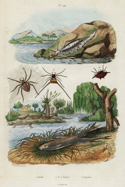 Limace de mer, araignée de jardin et éperlan européen (1834-1839) (gravure) - Jacques Reyne Isidore Acarie Baron