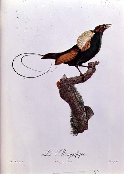 Oiseau de Paradis, gravé par Jacques Louis Peree (né en 1769) - Jacques (after) Barraband