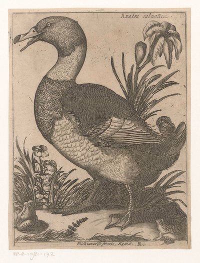 Canard - Jacques de Fornazeris