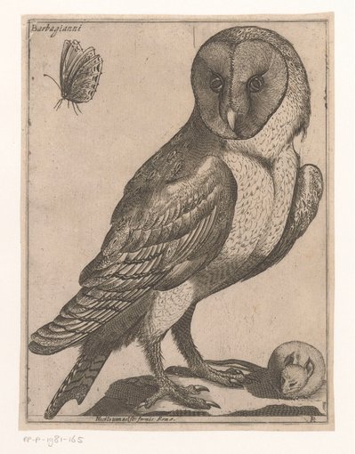 Chouette effraie (Neuf oiseaux) - Jacques de Fornazeris
