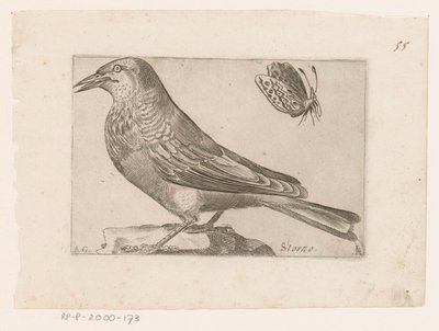 Étourneau (Sturnus vulgaris) - Jacques de Fornazeris