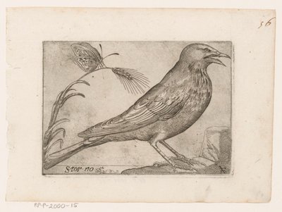 Étourneau (Sturnus vulgaris) - Jacques de Fornazeris