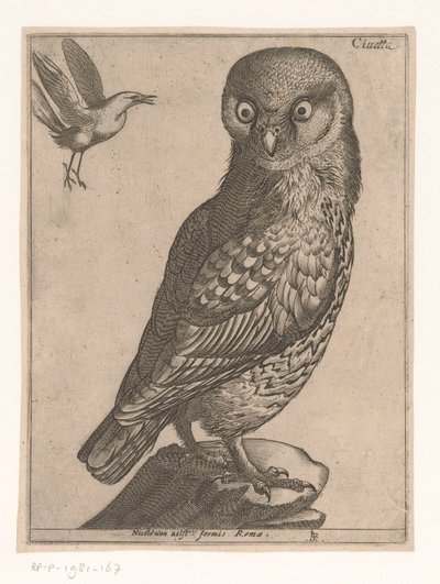 Chouette chevêche (Neuf oiseaux) - Jacques de Fornazeris