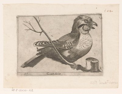 Geai des chênes (Garrulus glandarius) - Jacques de Fornazeris