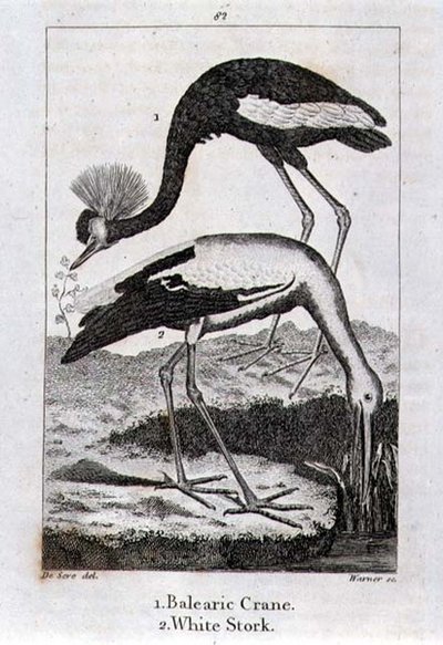 Grue Baléare et Cigogne Blanche, de 